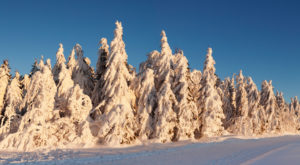 Winterlandschaft mit schneebedeckten Tannen bei Sonnenuntergang, Schauinsland, Schwarzwald, Baden-Württemberg, Deutschland Winterlandschaft mit schneebedeckten Tannen bei Sonnenuntergang, Schauinsland, Schwarzwald, Baden-Württemberg, Deutschland